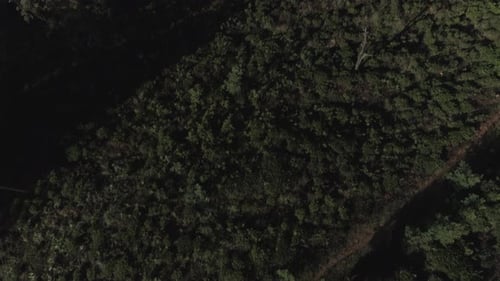 Revealing drone shot of a vegetable plantation located on a cliff.