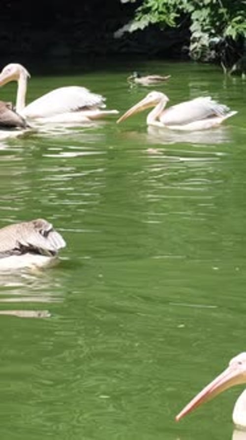 A Group of Pelicans Swim in a Green River Pelican is a Genus of Waterfowl