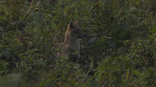Golden jackal