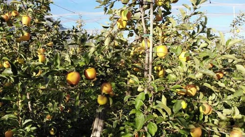 Apple Trees in Orchard with Protection Nets.