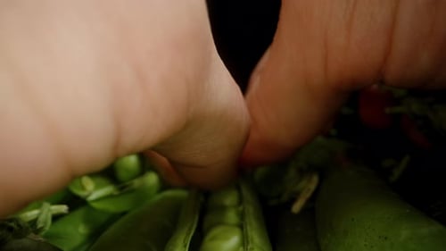 Many Green Pea Pods, being shelled and Fresh Peas falling out. Dolly slider, close-up.