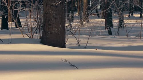 Snow Covered Forest in Winter. Snow Background. Panorama of Winter Forest. White