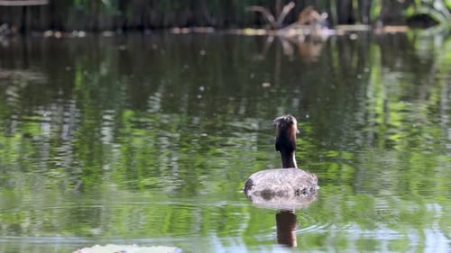 A solitary waterbird glides peacefully among lily pads on a calm pond, surrounded by reflections