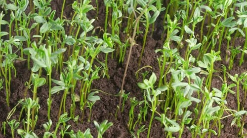 Time Lapse of Growth Lens Culinaris Beans Plants