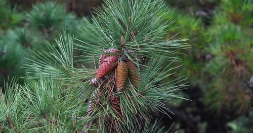 Branches of Maritime Pine, pinus pinaster, showing cones and needles on the tree