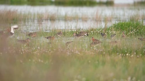 Wading Birds Foraging in a Lush Marsh