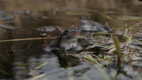 Two common frogs in pond during mating season in spring, frog staying still and then leaving