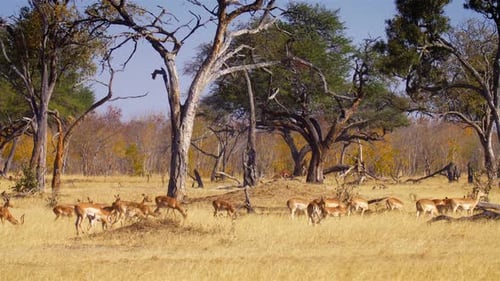 Impala Herd grazing in Savana,Africa