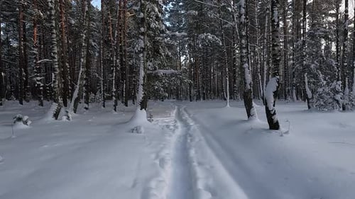 Quiet Winter Walk Peaceful Winter Pathway Navigating Through Silent Woods With Tracks And Bare Birch