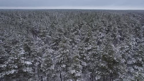 Air View Flight Over the Snowy Winter Forest Endless Pine Forest