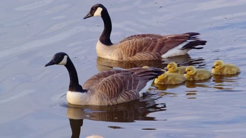 Unsteady steps and tiny splashes—goslings’ first day captured in slow motion.