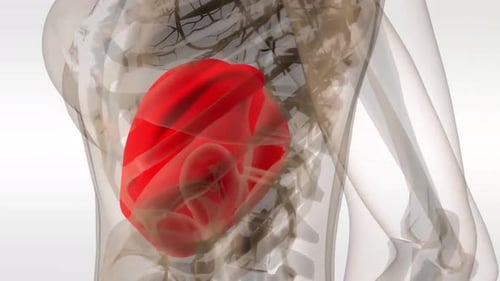 Anatomie du foie humain dans un corps transparent