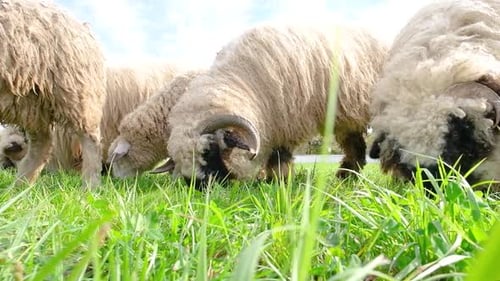 walisisches Schwarzgesichtsschaf, das Gras auf dem Feld frisst