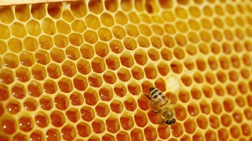 Close Up of Honeybee on Honeycomb Frame Outdoors in an Apiary