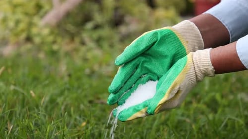 Woman pouring fertilizer outdoors, closeup. Gardening time