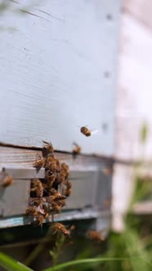Honey Bees Flying Around the Beehive Entrance