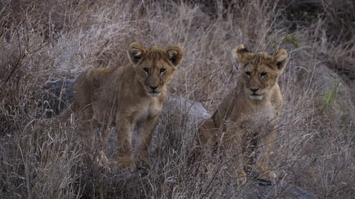 Zwei Löwenbabys stehen im trockenen Gras