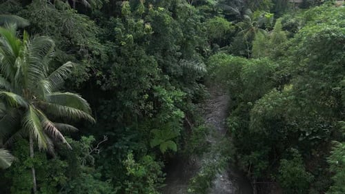 Jungle en Indonésie 12