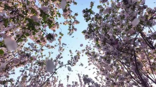 Flowers Falling in Springs, 4K Shot