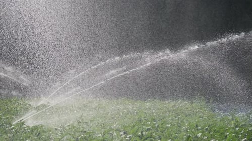 Irrigation Vegetable Plantation Sprinkler Irrigates Vegetable Crops