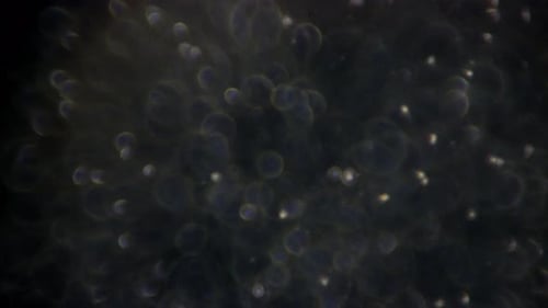 Spermatozoïdes sous fort grossissement avec réglage de la mise au point.