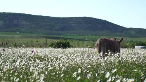 Chamomile White Daisy Flowers in a Field of Green Grass Sway in the Wind at Sunset Chamomile Flowers