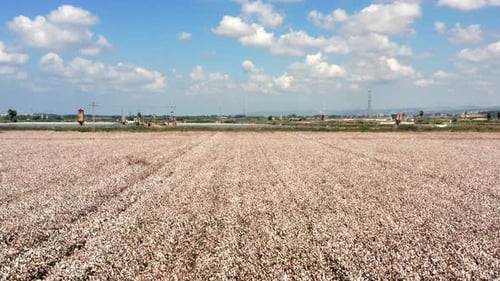 Mature Cotton field ready for picking, Aerial view.