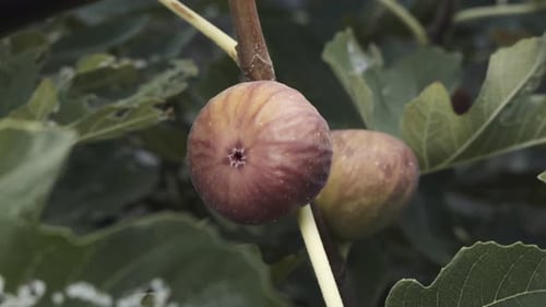 Reife Feigen auf einem Ast Köstliche Frucht