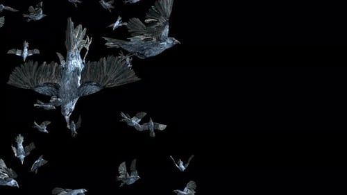 Cinematic Flock of Crows and Ravens Flying Animation