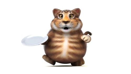 Gato divertido - Animação 3D