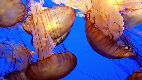 Mesmerizing glowing jellyfish with long tentacles swim and drift through a deep blue aquarium