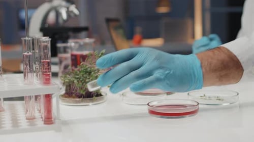 Hand of Male Genetic Engineer in Gloves Putting Green Plant on Desk