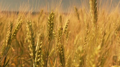 Goldenes Weizenfeld in der Sonne