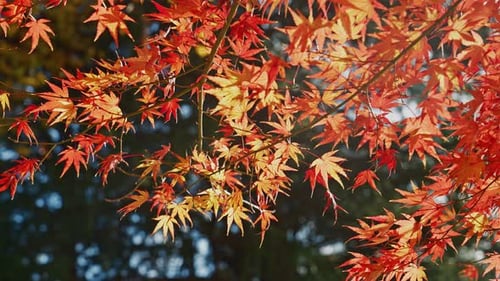 Backlit Orange and Red Japanese Maple Leaves in Autumn