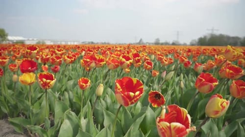 Tulips Growing In The Field Swaying With The Wind. - close up
