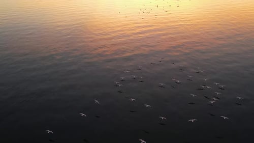 Aerial View of Birds Flying Over Calm Ocean