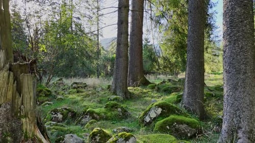 Fliegen Sie durch die Bäume in einem Wald über mit Moos und Gras bedeckte Felsen in den Ausläufern des