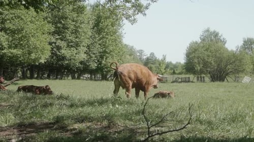A domestic cow with its tail raised urinates in a pasture. Grazing cattle.