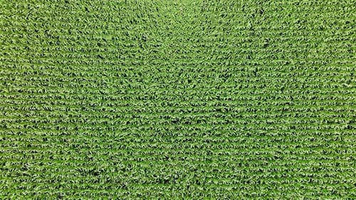 Drone shot of corn field