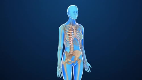 3D Animated Human Anatomy Scan with Skeleton and Internal Organs