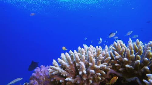 Vibrant Coral Reef with Tropical Fish