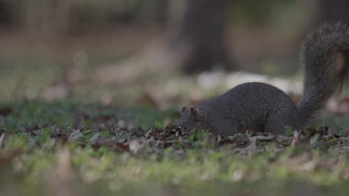 Fluffy Squirrel Foraging for Food on Grassy Ground