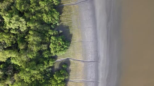 Aerial view of green natural mangrove forest and tidal mudflat
