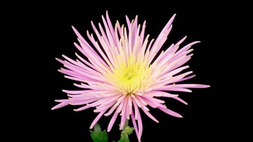 Pink Chrysanthemum Flower Blooming Against Black Background