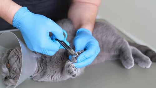 Un vétérinaire portant des gants coupe les griffes d'un chat