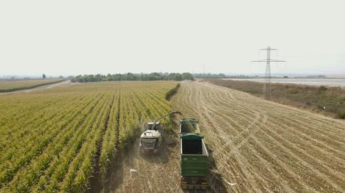 Harvester Machine Cutting Corn in Large Field
