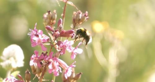 Bumblebee Pollinating Pink Flowers in a Meadow