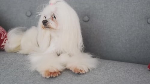 Fluffy White Dog Resting on a Grey Couch