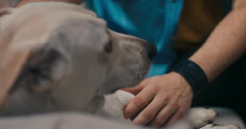 Man Giving Affection to Happy Pet Dog