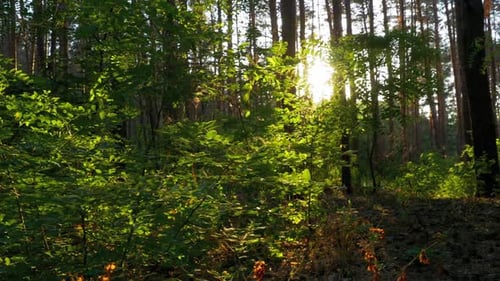 Forest on Against Sunset